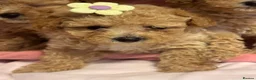 Poochon dogs for sale: Beautiful Poochon Puppies  - Advert 9
