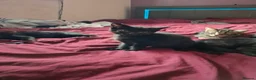 Mixed Breed cats for sale: Beautiful kittens looking for their forever homes - Advert 2