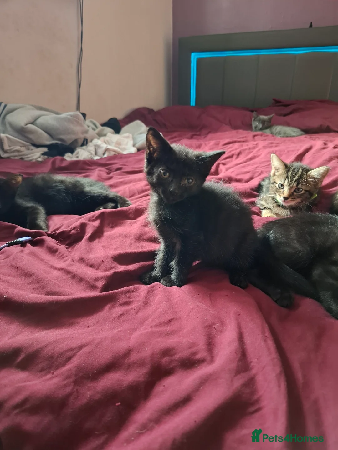 Mixed Breed cats for sale: Beautiful kittens looking for their forever homes - Advert 2