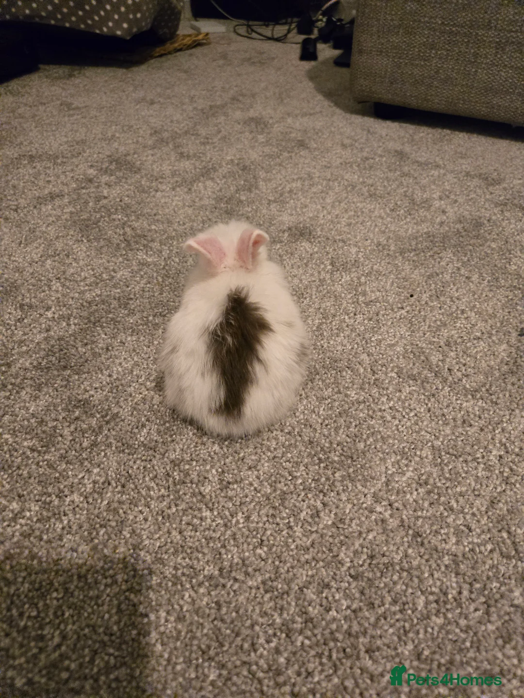 Mini Lop rabbits for sale: Mini lop bunnies  in Hinckley - Advert 10