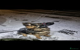 German Longhaired Pointer dogs for sale: German Shepherd Rehoming  - Image 4