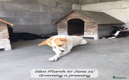 Mixed Breed dogs for adoption: Silas. 4 yrs approx. Available for adoption. in Brixham - Image 6