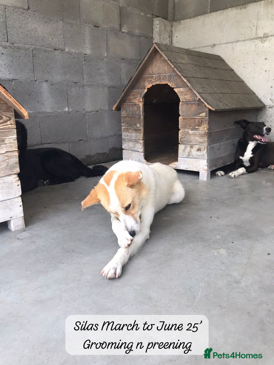 Mixed Breed dogs for adoption: Silas. 4 yrs approx. Available for adoption. in Brixham - Image 6