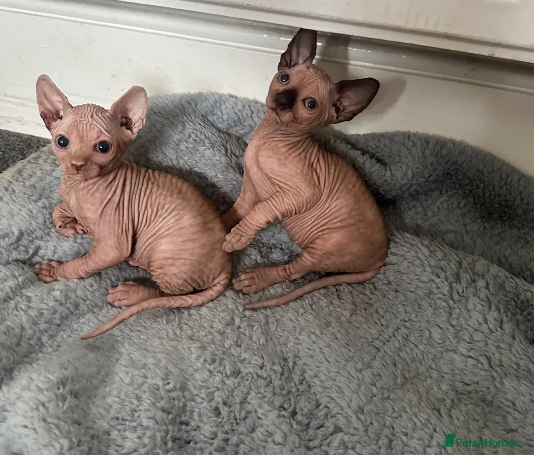 Sphynx cats for sale: READY TO LEAVE Canadian Sphynx kitten  - Advert 10