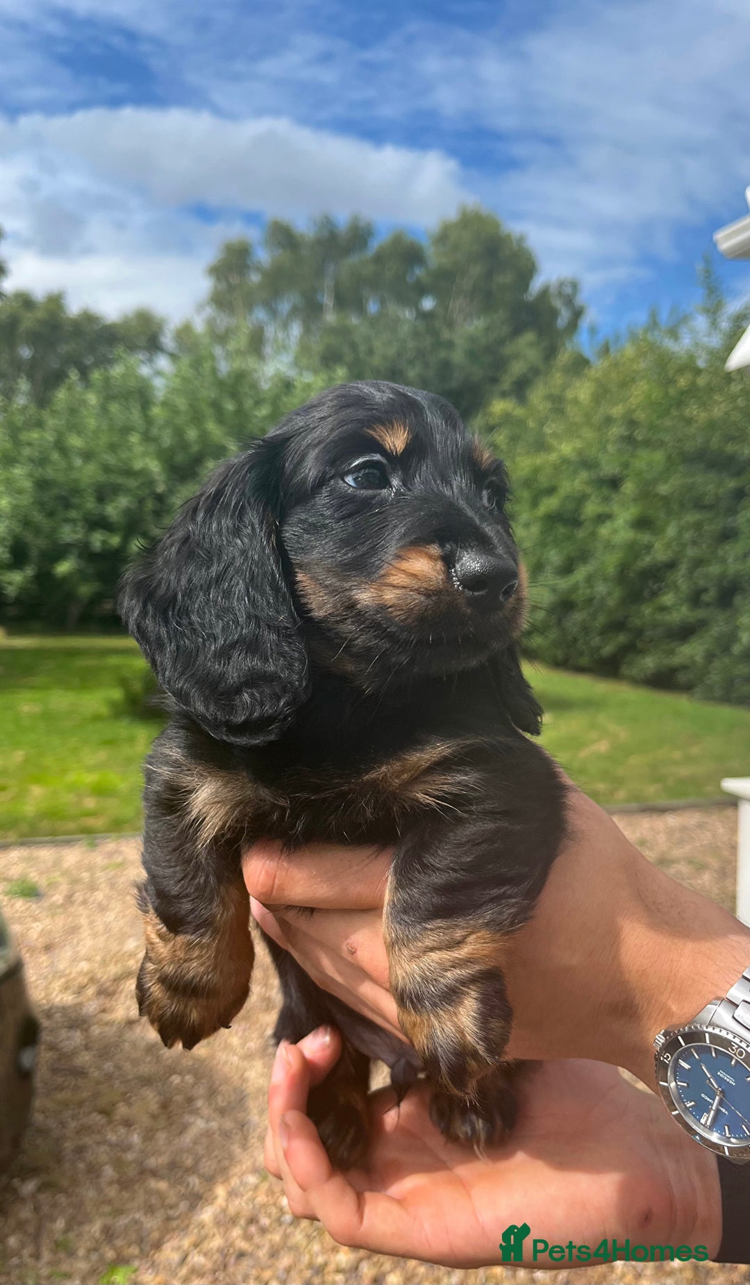 Miniature Dachshund dogs for sale: Top Show Quality KC Miniature Dachshund Puppies - Image 33