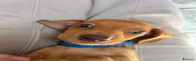 Blue collar pup