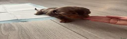 Dachshund dogs for sale: 🩷🩷🩷 DACHSHUNDS GIRLS 🩷🩷🩷 - Advert 19
