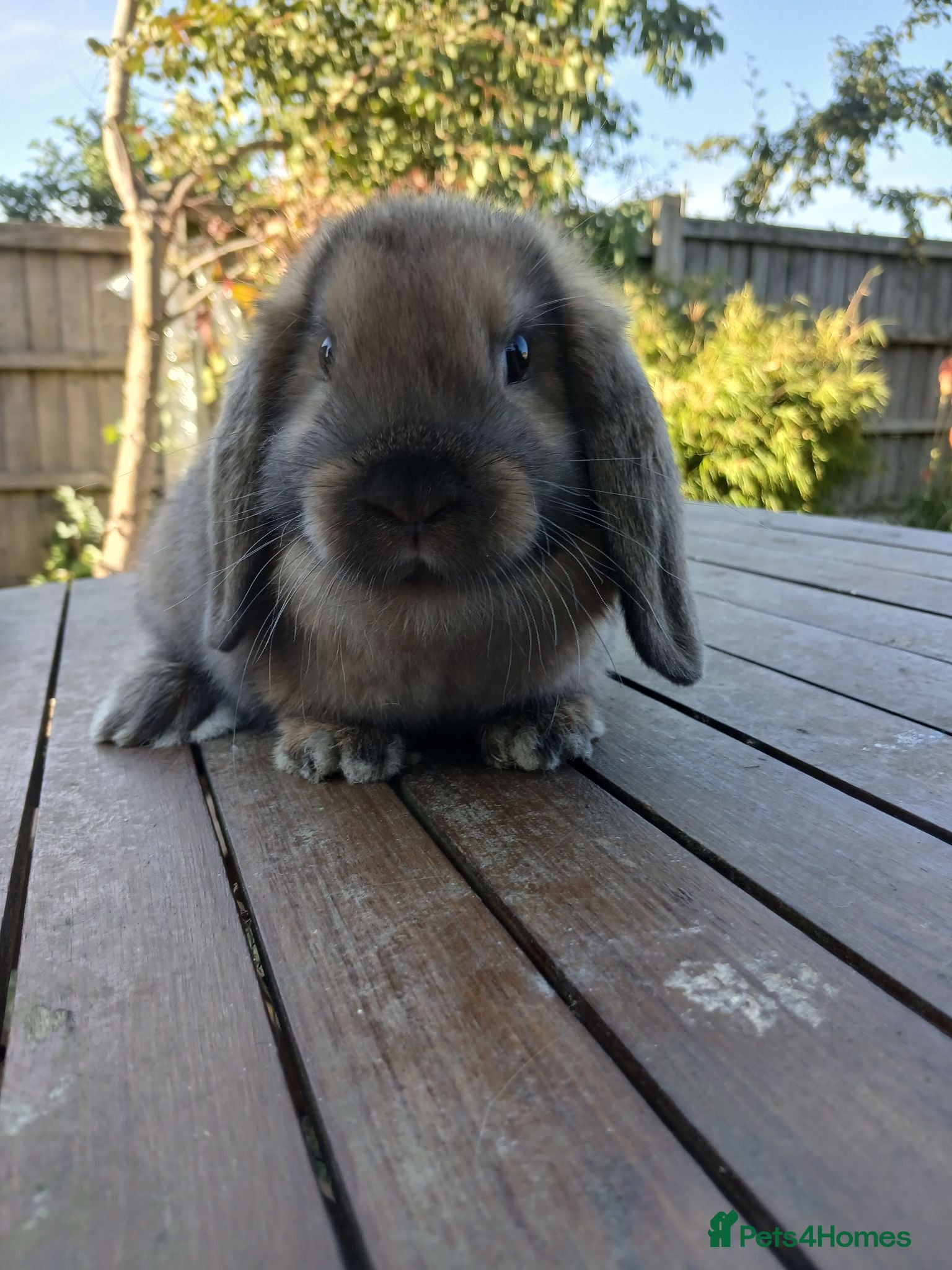 Mini Lop rabbits Waiting list for new bundles of joy  - Advert 20