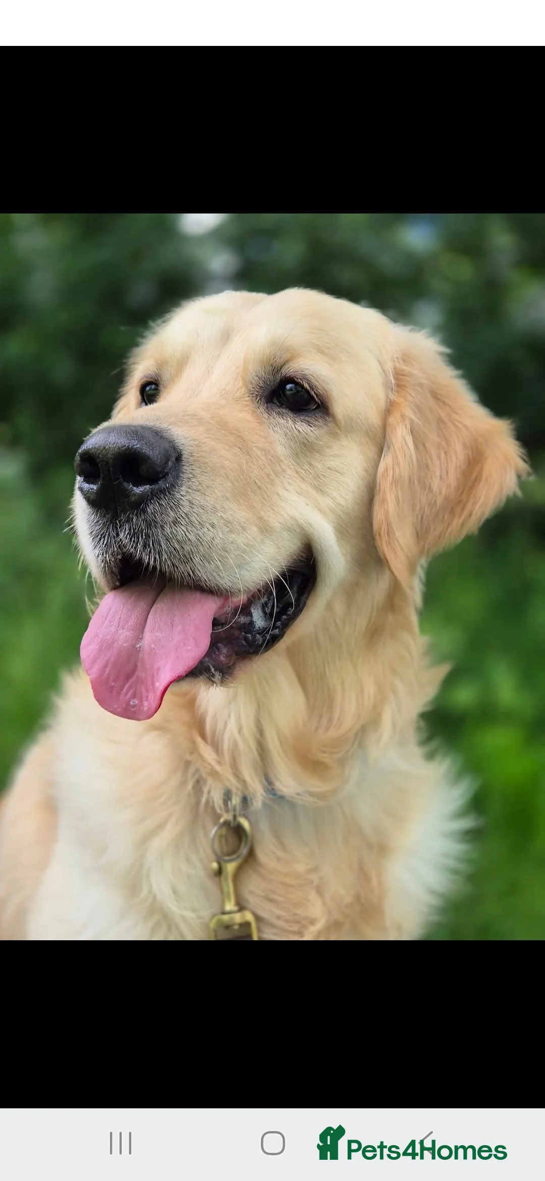 Golden Retriever dogs for sale: Beautiful male golden retriever  - Advert 1