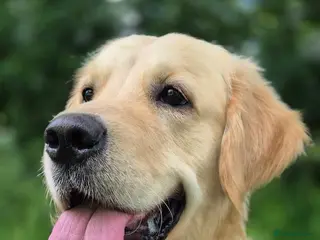 Golden Retriever dogs Beautiful male golden retriever - Advert 4