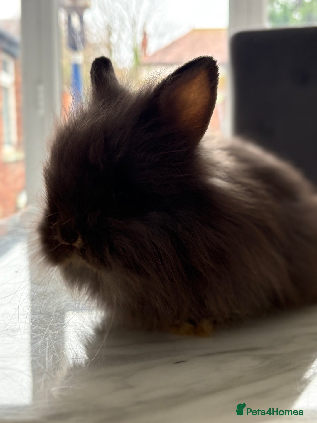 Netherland Dwarf rabbits for sale: 1/2 Netherlands dwarf 1/2 lion head dwarf babies - Image 5