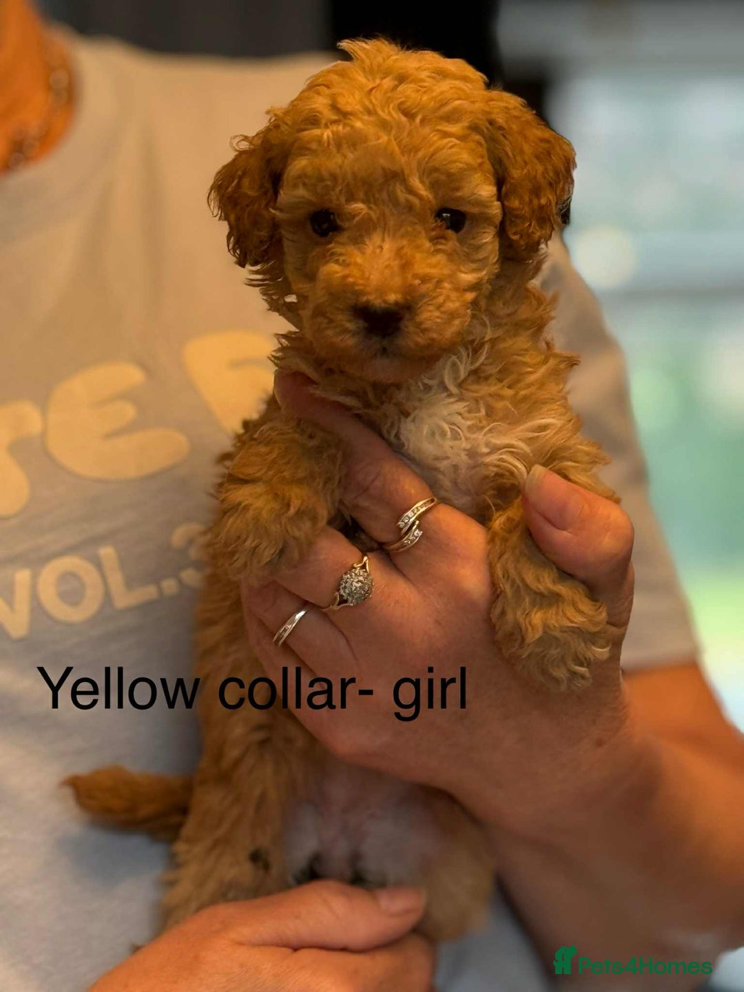 Toy Poodle dogs for sale: Toy poodle puppies  - Image 6