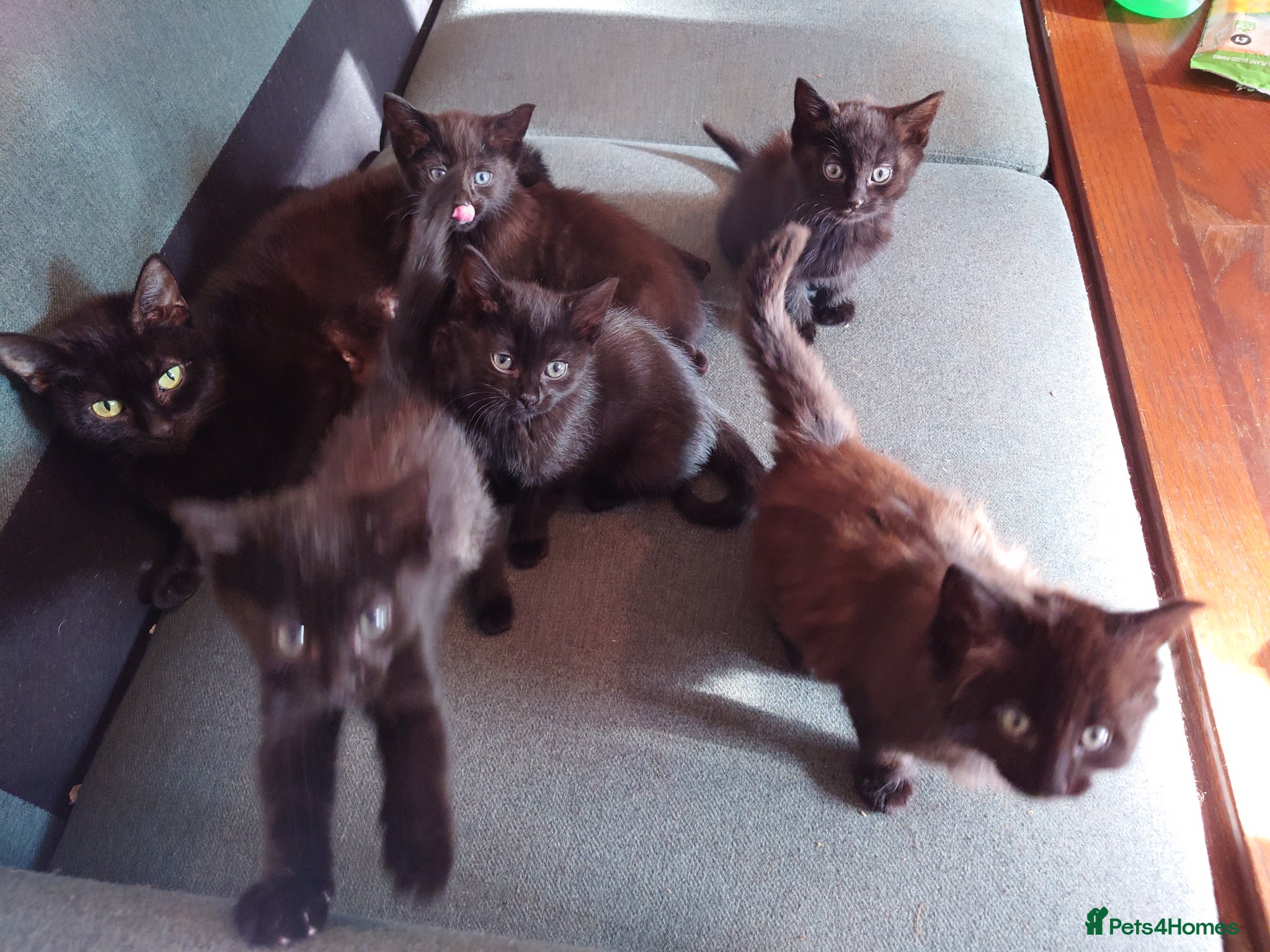 Mixed Breed cats 5 black kittens - Advert 2