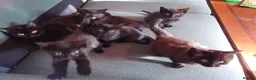 Mixed Breed cats for sale: 5 black kittens - Advert 1