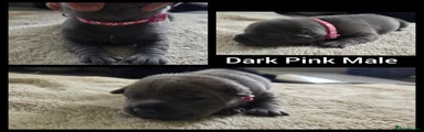 Dark Pink Collar Male