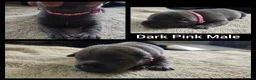 Staffordshire Bull Terrier dogs for sale: KC Blue Staffordshire Bull Terrier Puppies - Advert 13