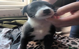 Whippet dogs for sale: 2 whippet pups left ( 1 bitch & 1 boy) - Image 15