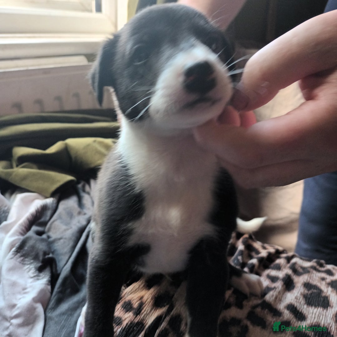Whippet dogs for sale: 2 whippet pups left ( 1 bitch & 1 boy) - Image 15