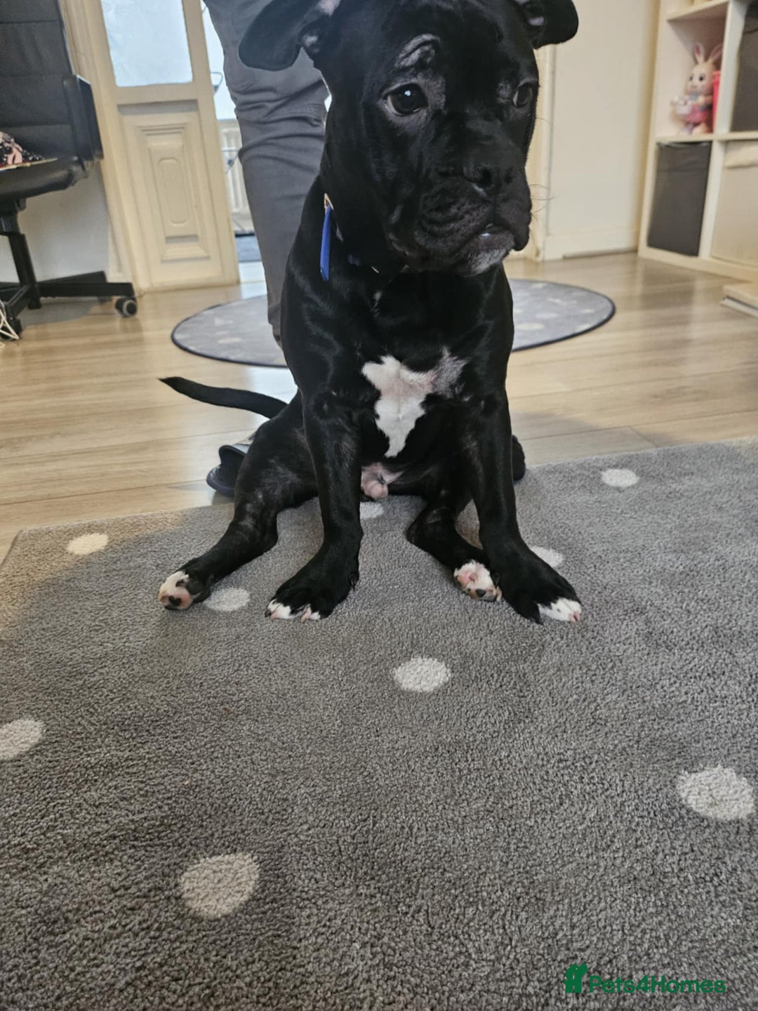 Mixed Breed dogs for sale: Wonderful dog for sale - Advert 21