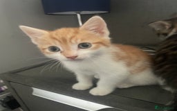 British Shorthair cats for sale: 3 beautiful kittens availble as of the 25th  - Advert 4