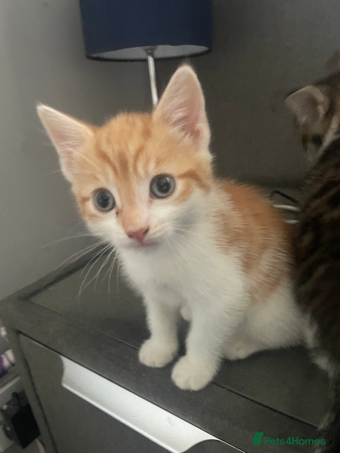 British Shorthair cats for sale: 3 beautiful kittens availble as of the 25th  - Advert 4