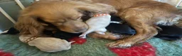 Cocker Spaniel dogs for sale: Pretty RKC Cocker Spaniel pups DNA Health Tested - Advert 3