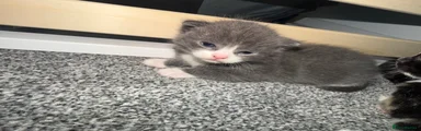 Domestic Shorthair 3