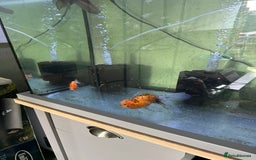 Fancy Goldfish fish for sale: 9 fancy goldfish for sale  - Image 4