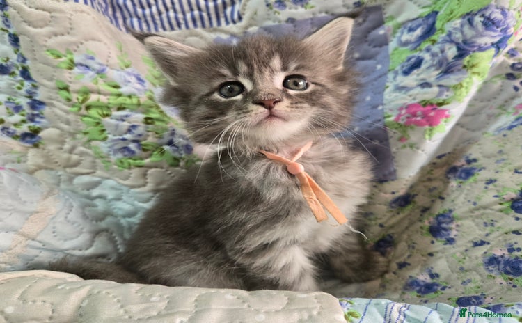 Maine Coon cats - Advert 1