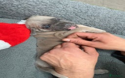 Cane Corso dogs for sale: CANE CORSO TOP QUALITY STRAJANO BLOODLINE FERMINTO - Advert 3