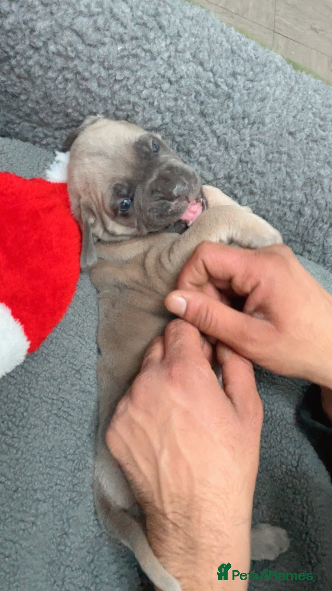 Cane Corso dogs for sale: CANE CORSO TOP QUALITY STRAJANO BLOODLINE FERMINTO - Advert 3