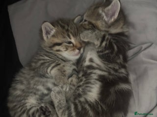 Bengal cats Stunning mix bengal kittens - Advert 2