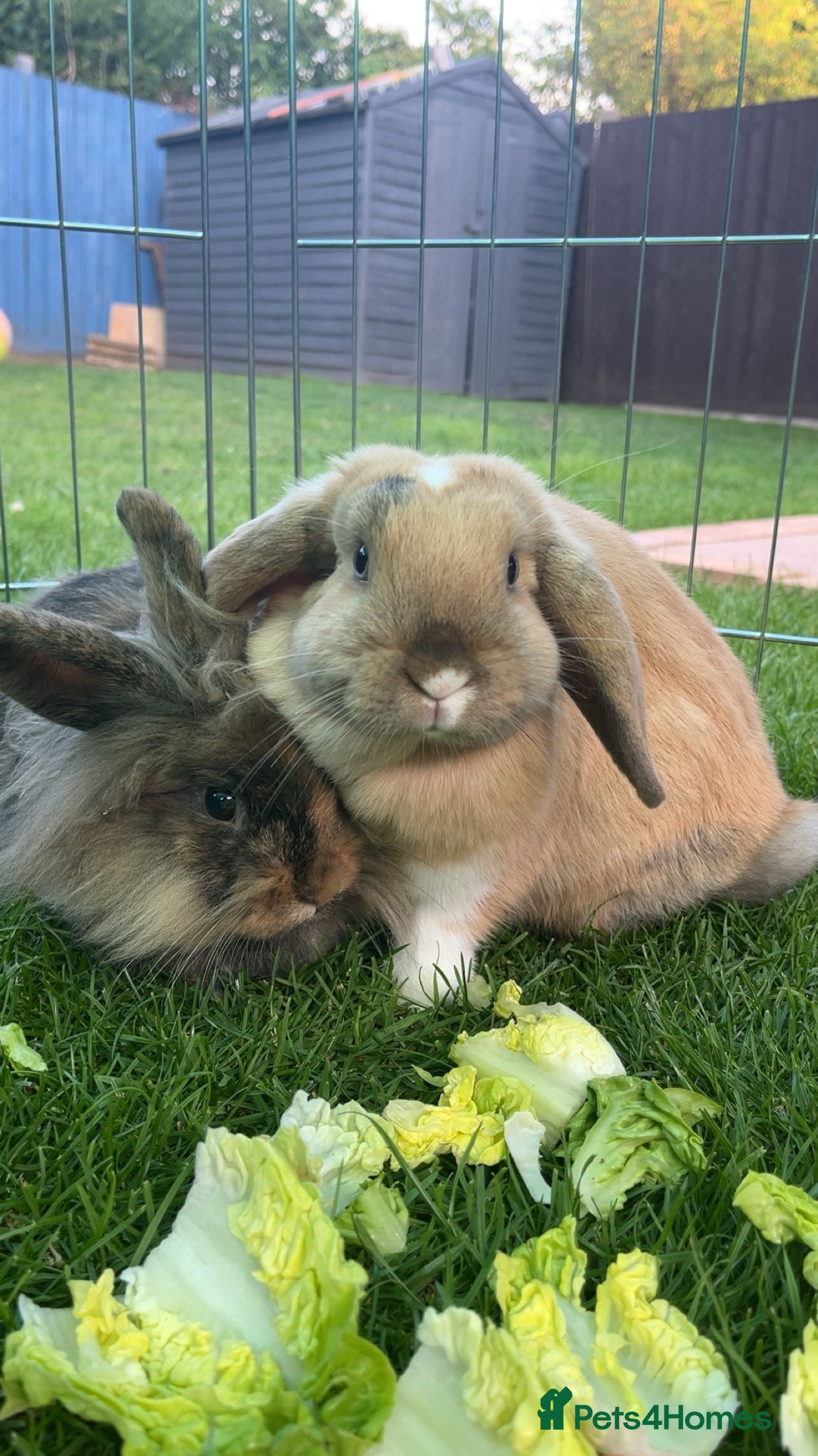 Mixed Breed rabbits 2 Lop ear crossed Lion-head Rabbits - Advert 1