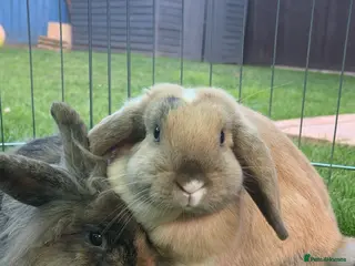 Mixed Breed rabbits 2 Lop ear crossed Lion-head Rabbits - Advert 7