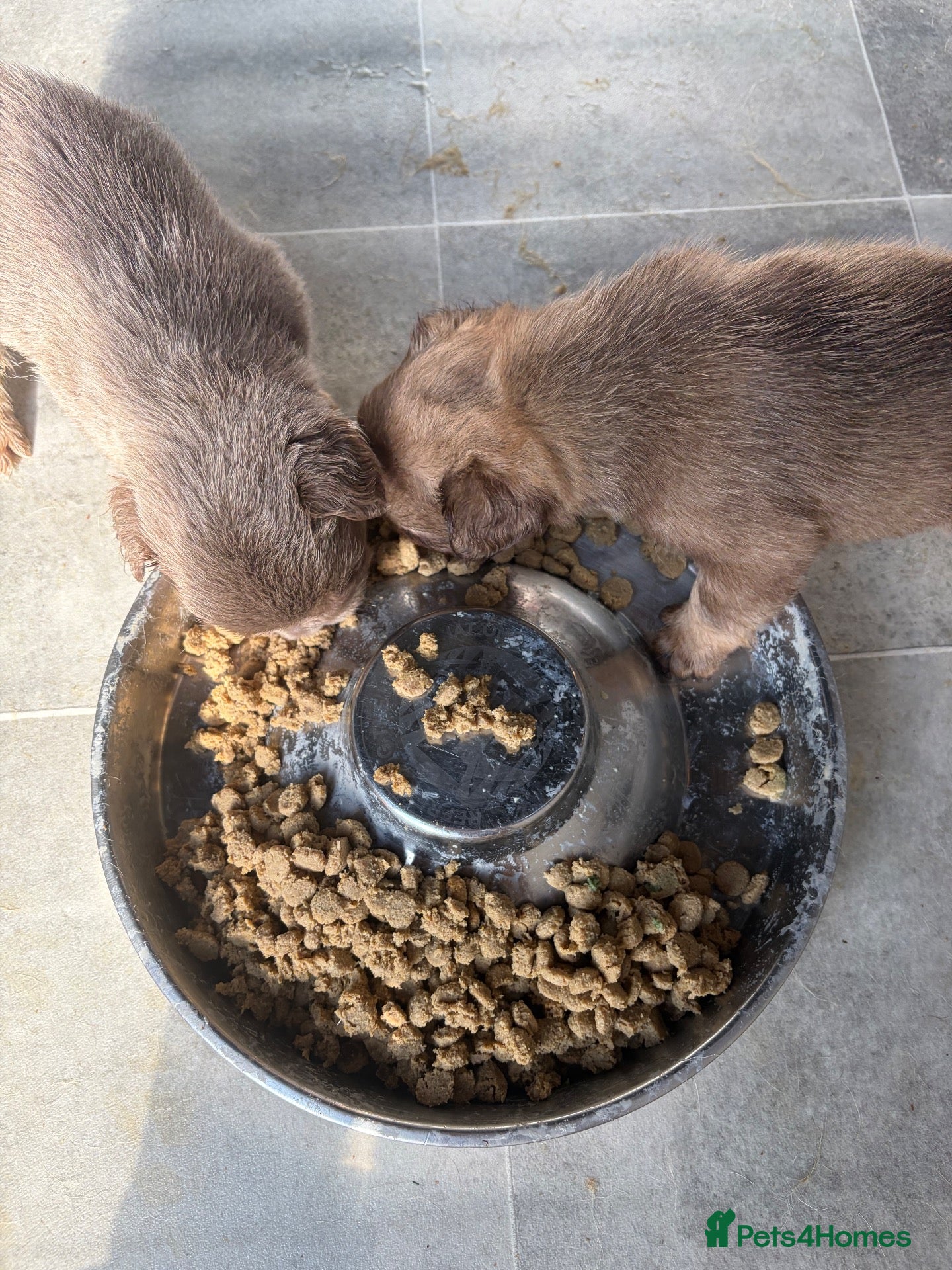 French Bulldog dogs Fluffy fenchie puppies  - Advert 2