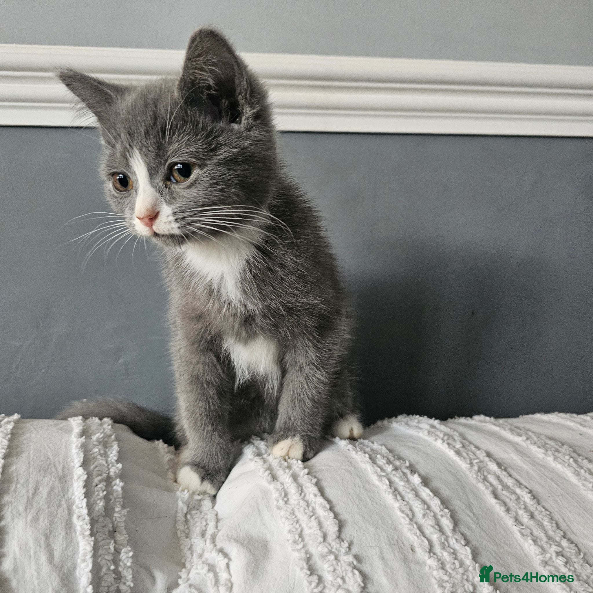 Mixed Breed cats Maincoon cross kittens ( For sale ) - Advert 3