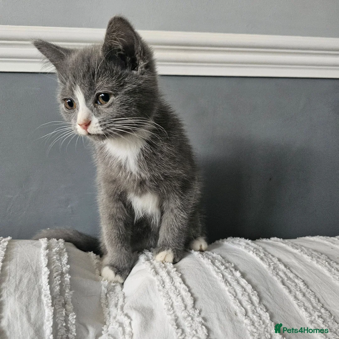Mixed Breed cats for sale: Maincoon cross kittens ( For sale ) - Advert 1