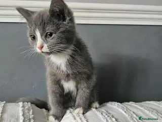 Mixed Breed cats Maincoon cross kittens ( For sale ) - Advert 1