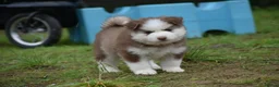 Pomsky dogs for sale: Genuine Celtic Star F3 Pomskies Available  - Advert 12