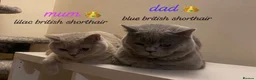 British Shorthair cats for sale: GORGEOUS BRITISH SHORTHAIRS! - Advert 21