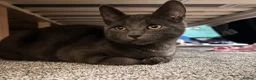 Mixed Breed cats for sale: Beautiful mixed kittens  in Matlock - Advert 2