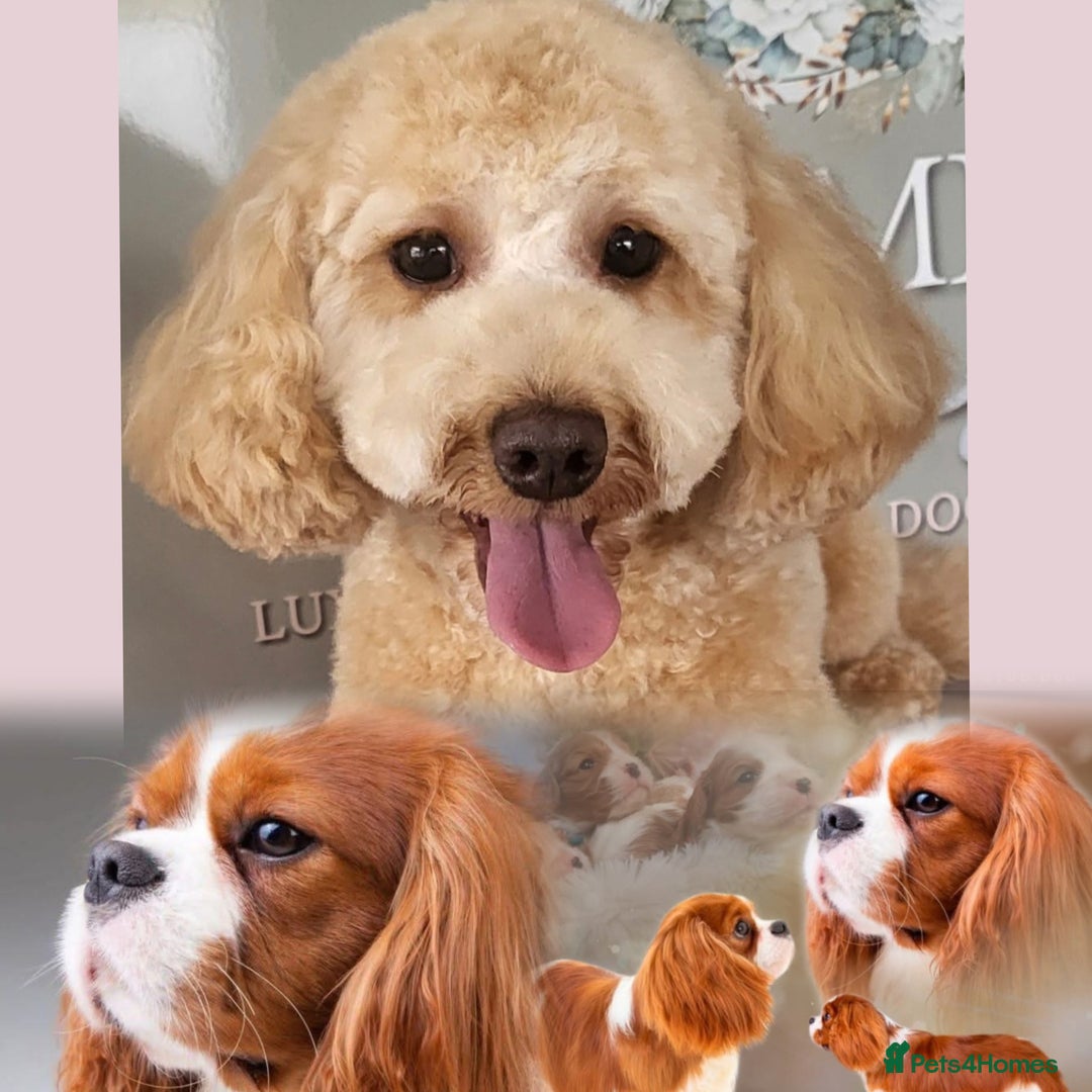 Cavapoo dogs for sale: Blenhiem cavapoo puppies  - Image 8