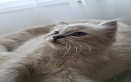 Ragdoll cats for sale: 🐾🌸STUNNING KITTENS| ONE LEFT!|🌸🐾 - Image 12