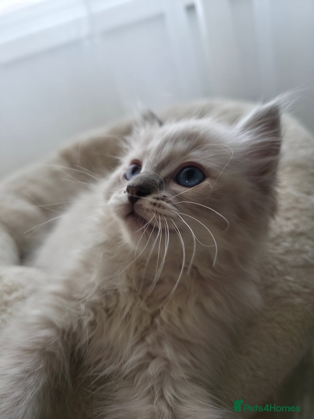 Ragdoll cats for sale: 🐾🌸STUNNING KITTENS| ONE LEFT!|🌸🐾 - Image 12