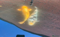 Koi Carp fish for sale: 🐟 Beautiful Koi Carp for Sale  - Image 2