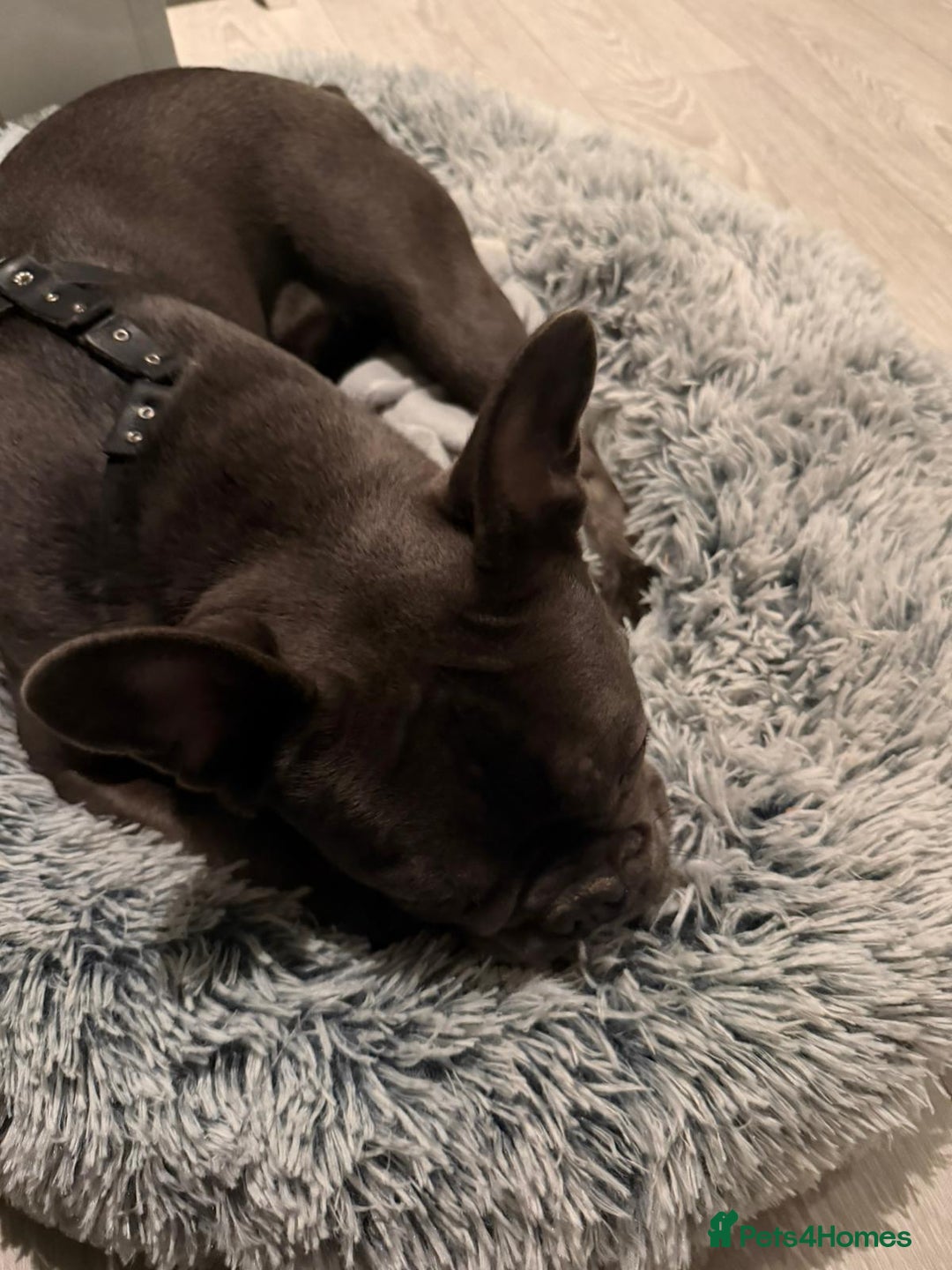 French Bulldog dogs for sale: 10 Month old male Frenchie - Advert 5