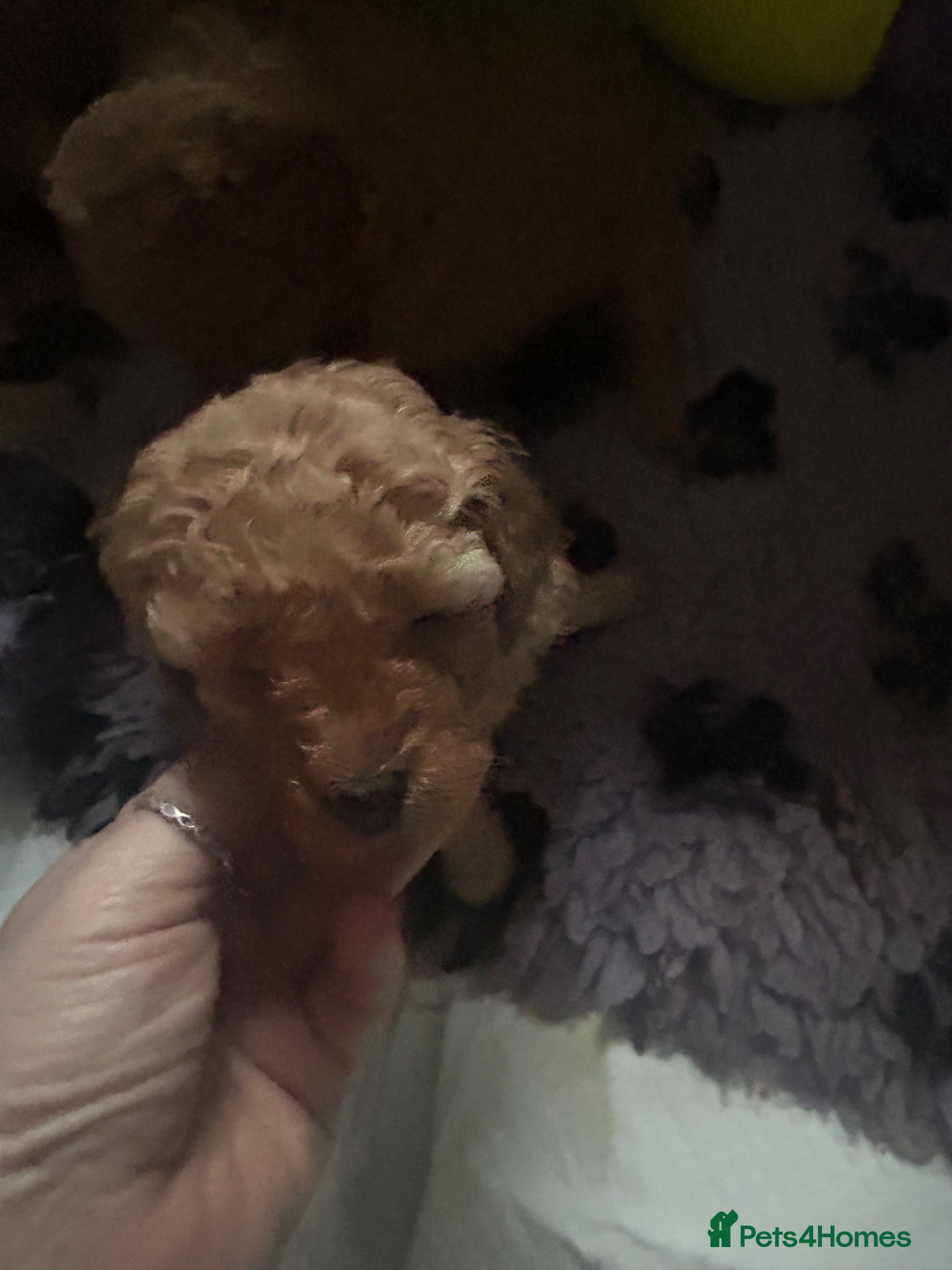 Toy Poodle dogs Stunning & outstanding KC reg toy poodles  - Advert 1