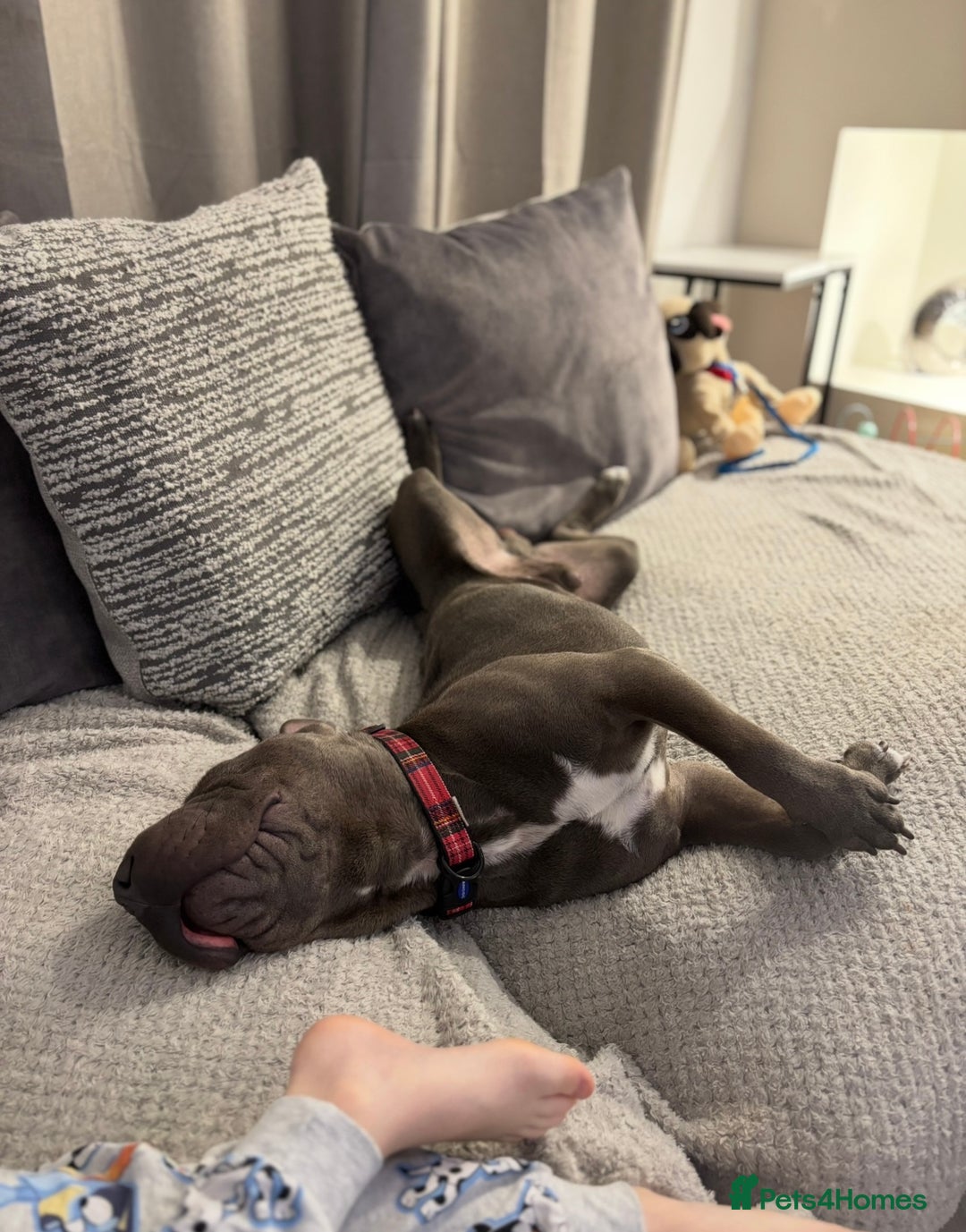Mixed Breed dogs for sale: Chase - Sharpei X Corso - Image 4