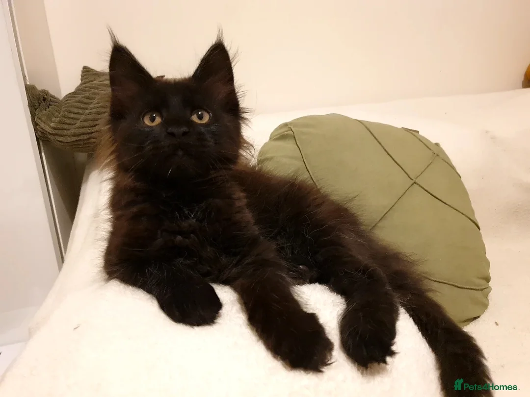 Maine Coon cats for sale: Maine coon kittens  - Advert 37