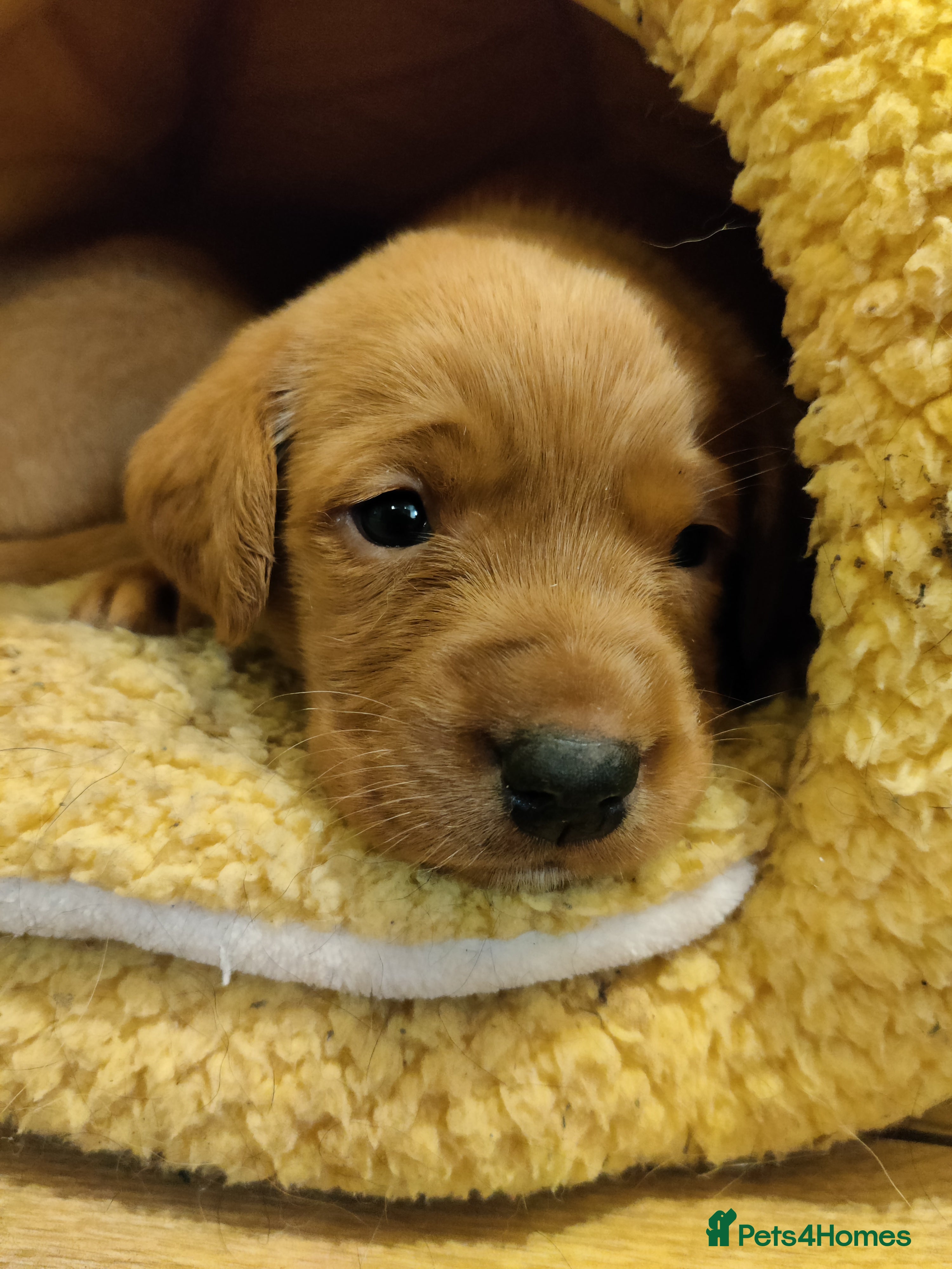 Labrador Retriever dogs Beautiful KC registered Labrador Retrievers - Advert 3